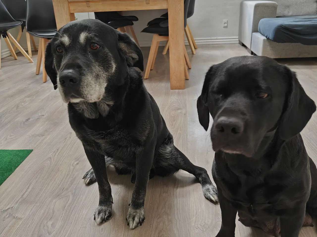Billede 2 - Labrador hvalp sælges