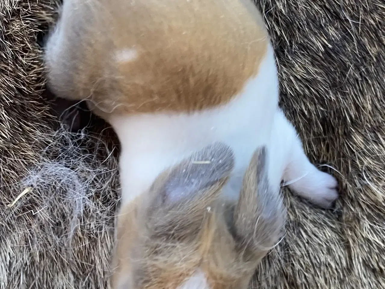 Billede 2 - HOLLÆNDER HAN MADAGASCAR