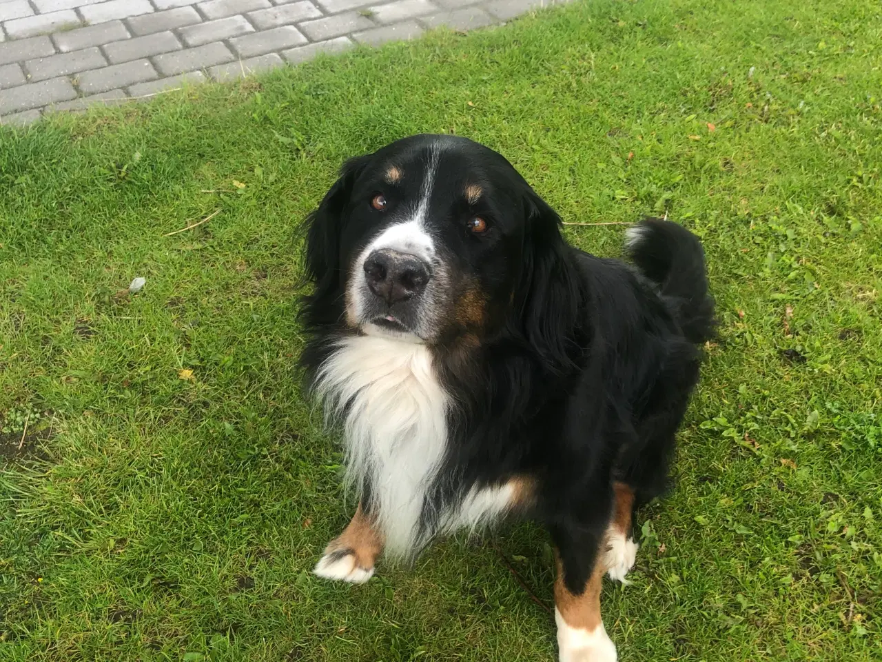 Billede 6 - Berner Sennen hvalpe