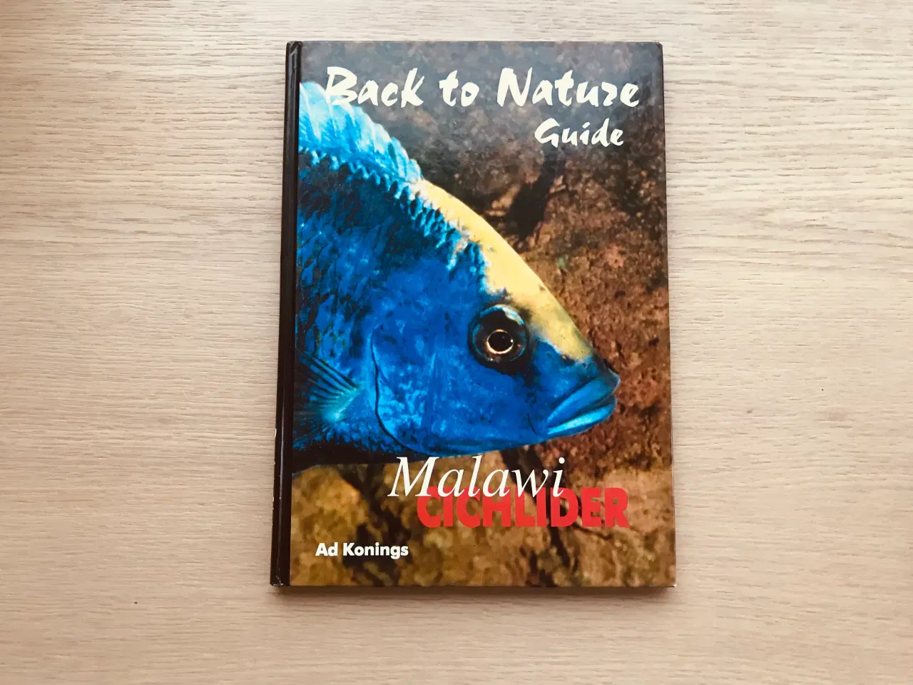 Billede 1 - Malawi Cichlider  -  Back to Nature Guide