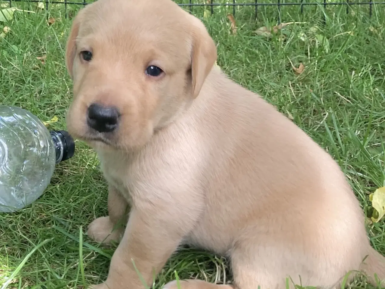 Billede 11 - Formel 1 labrador