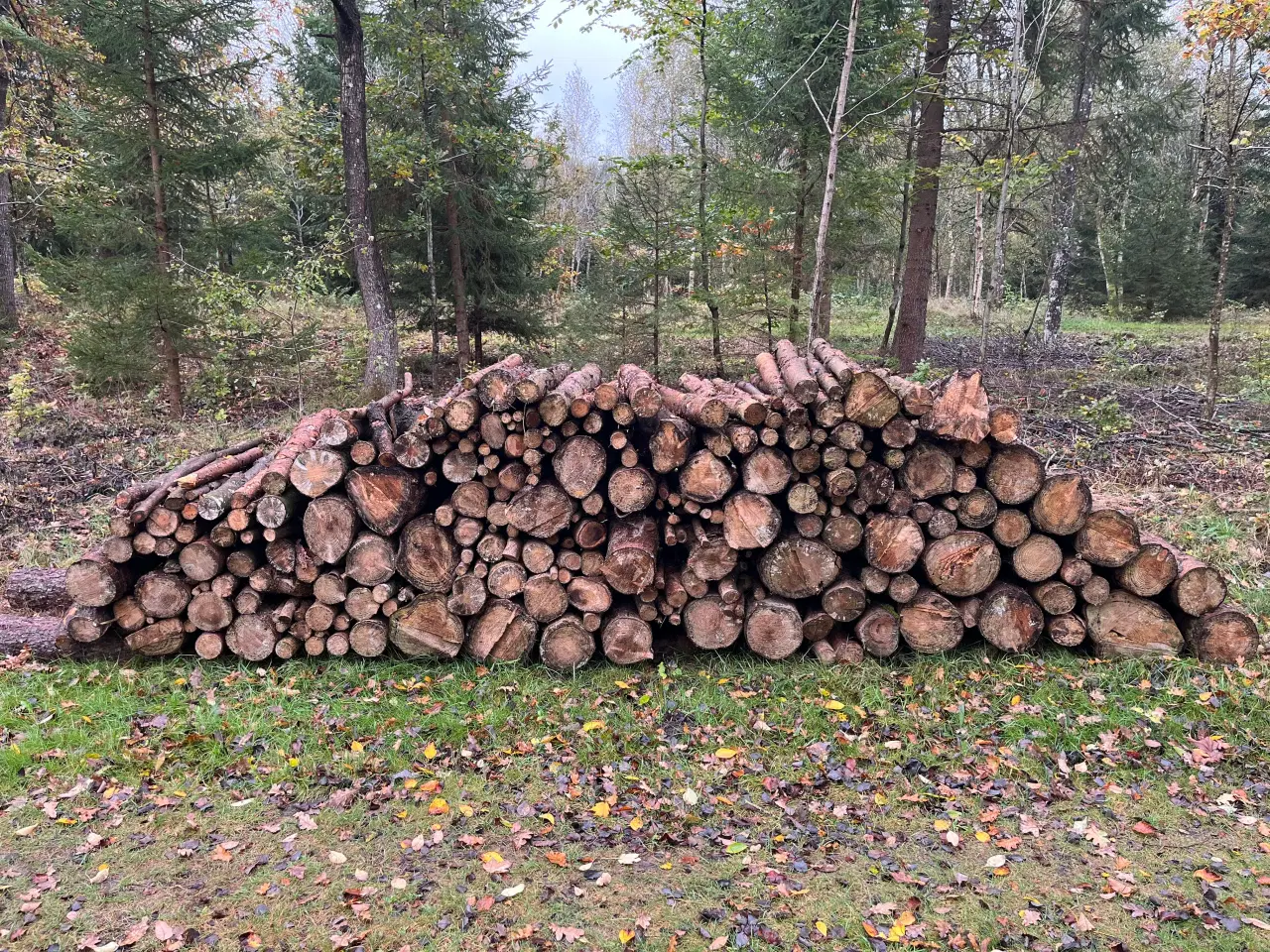 Billede 2 - Ca. 5 skovrummeter grantræ
