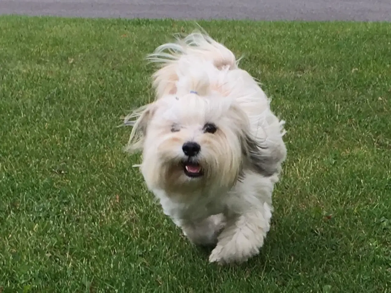 Billede 5 - Bichon havanais hvalpe 
