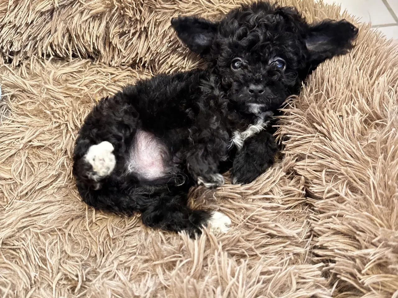 Billede 9 - Cavapoo F2B 