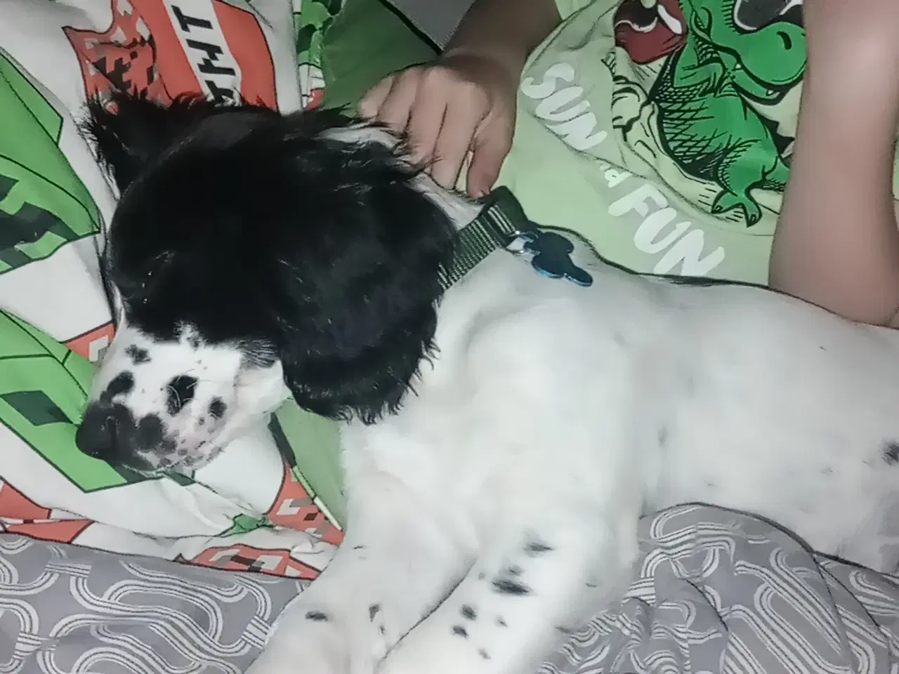 Billede 2 - Engelsk springer spaniel FT 