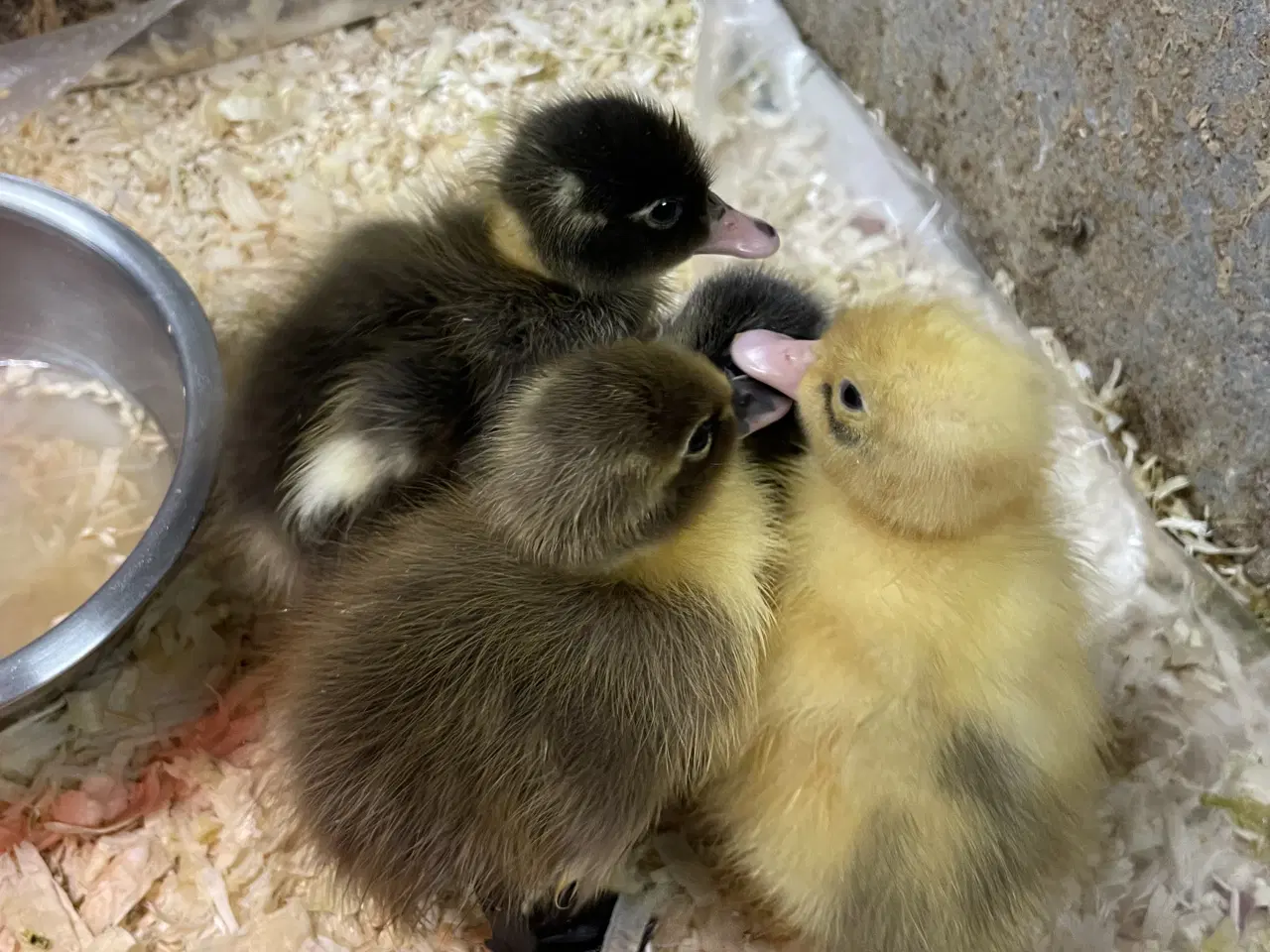 Billede 3 - Løbeande ællinger sælges