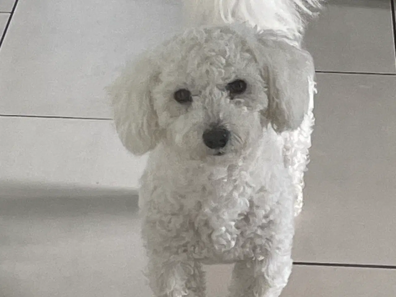 Billede 1 - Hundehvalpe 