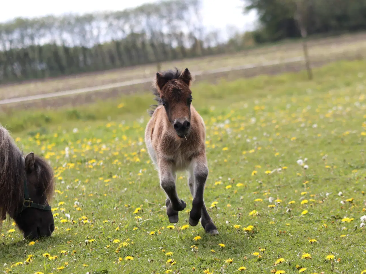Billede 4 - Alletiders Børnepony