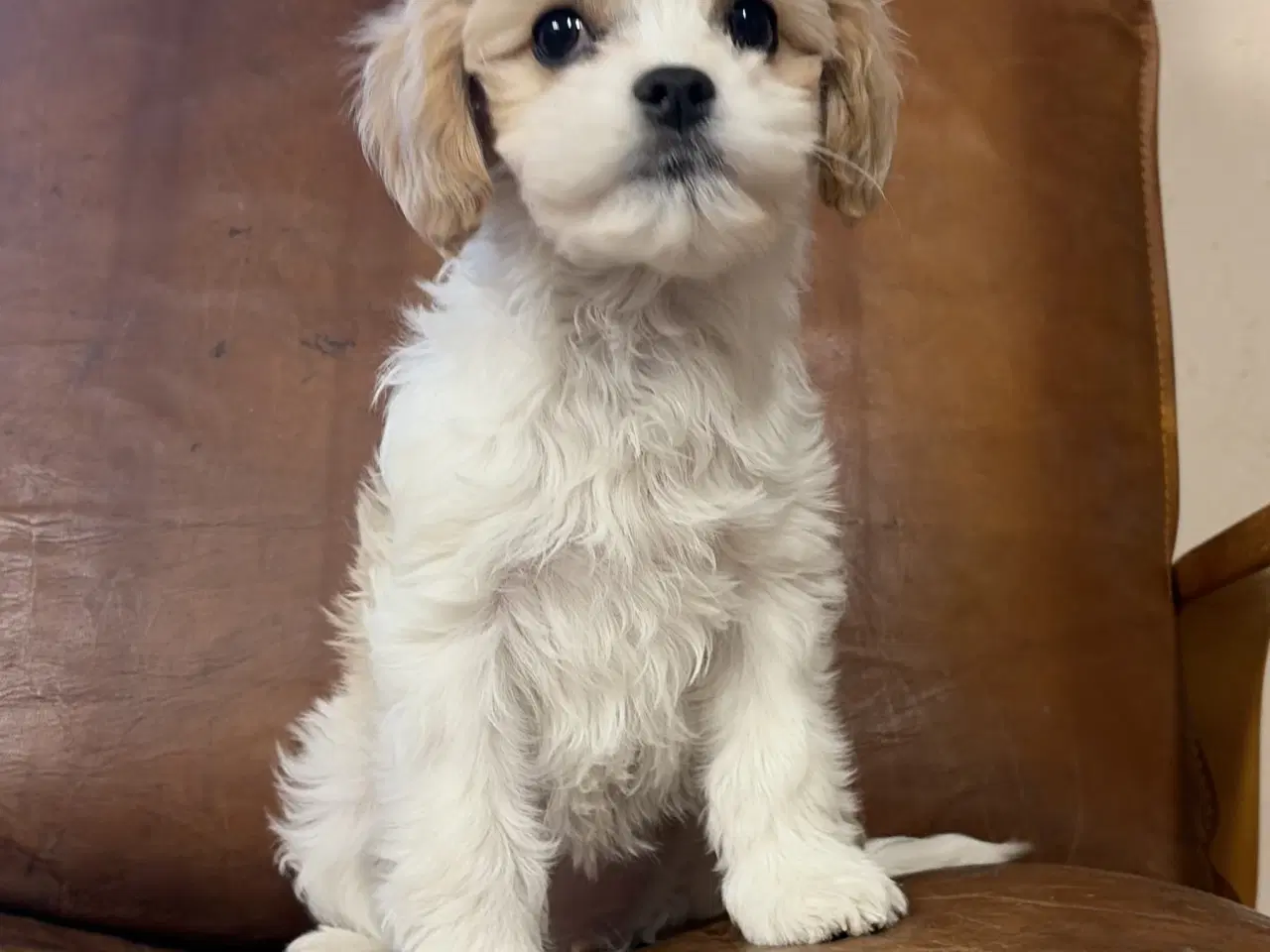 Billede 3 - Den smukkeste Mini Cavapoo pige 