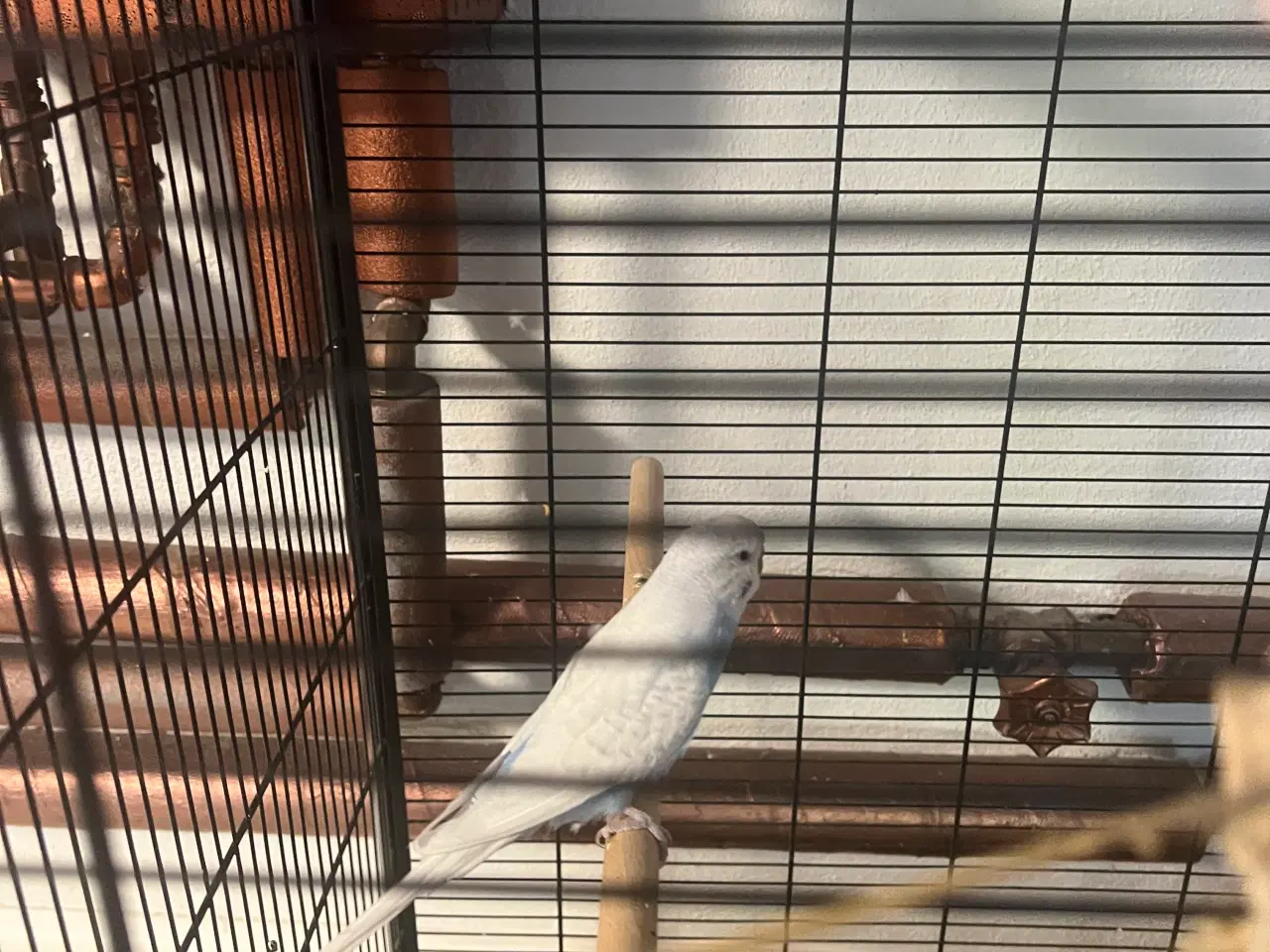 Billede 6 - 2 meget fine undulater, en han og en hun med bur