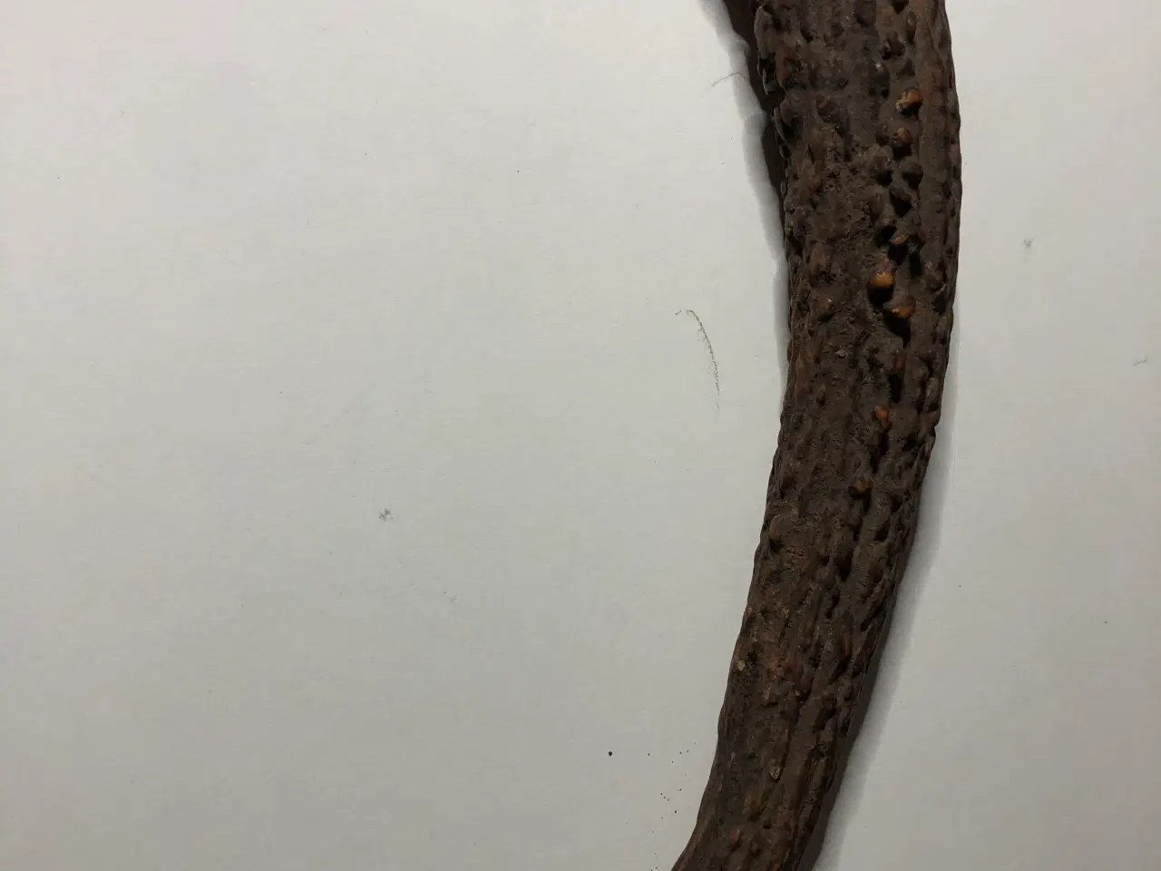 Billede 1 - Hjortegevir