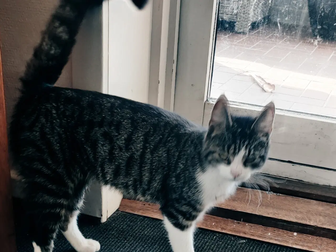 Billede 2 - Hun kat 1,5år (Gratis)(killinger er reserveret)