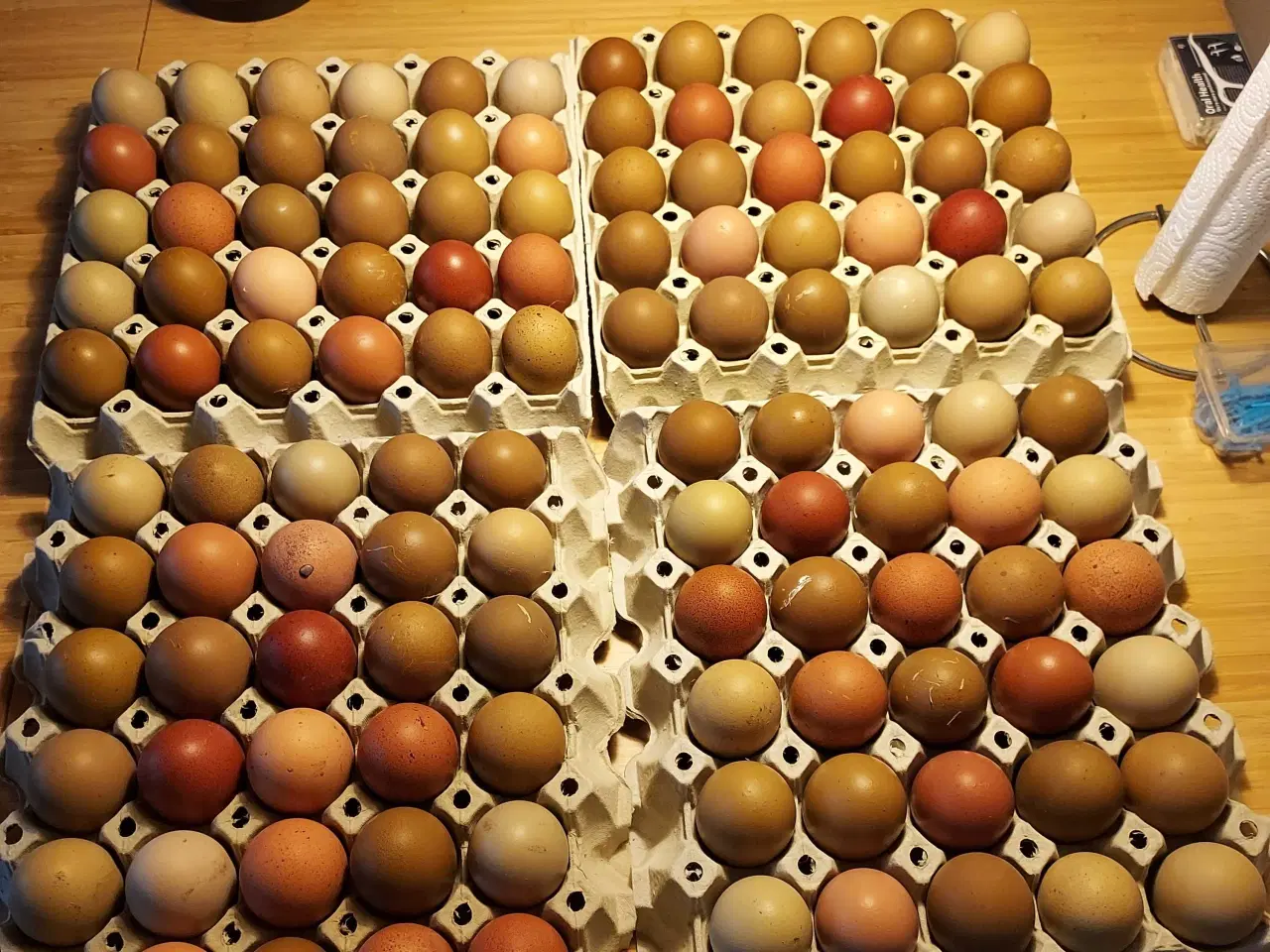 Billede 4 - Krydsning kyllinger 