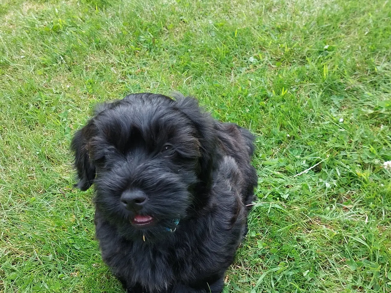 Billede 2 - Bichon Havaneser 