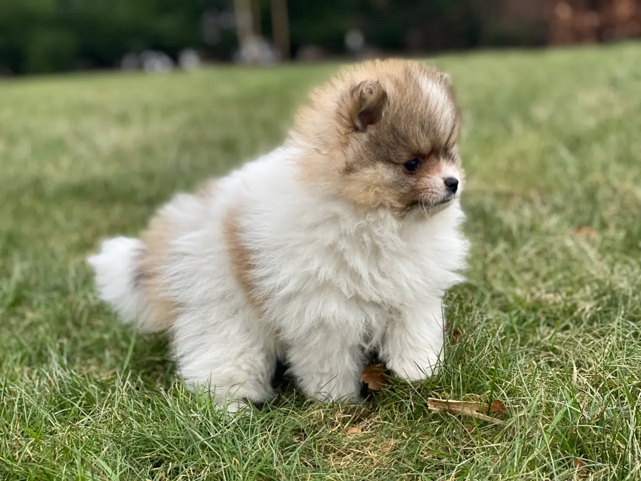 Billede 3 - DKK skønne Pomeranian drenge 
