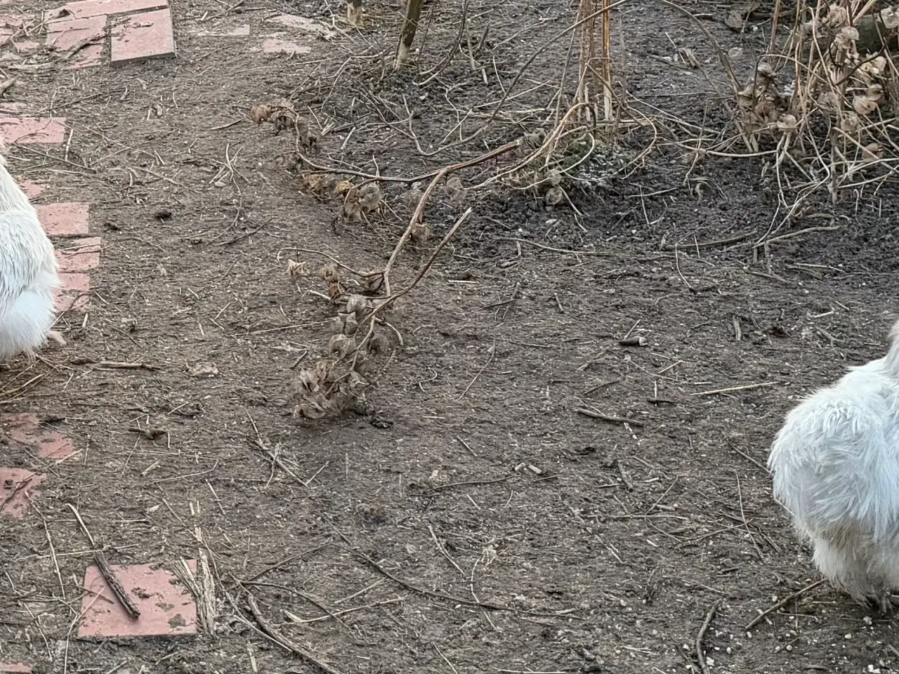 Billede 5 - Silker mellem- stor