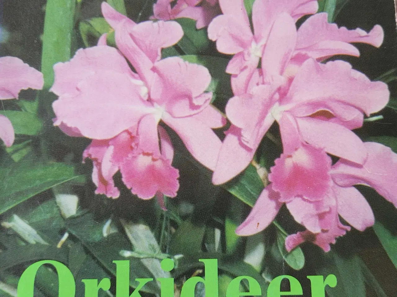 Billede 7 - Orkideer, alt godt fra Haven 