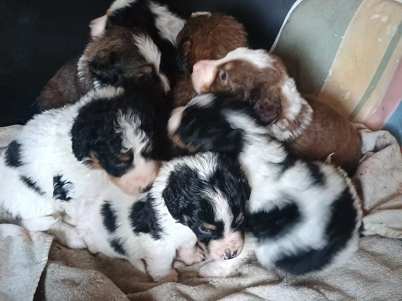 Billede 1 - Cocker Spaniel 