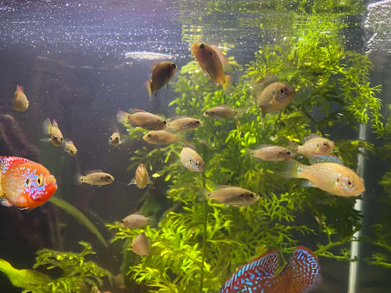 Billede 2 - Red Juwel cichlid