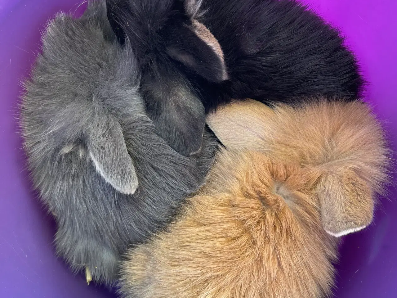 Billede 6 - Mini Lop kaninunger sælges