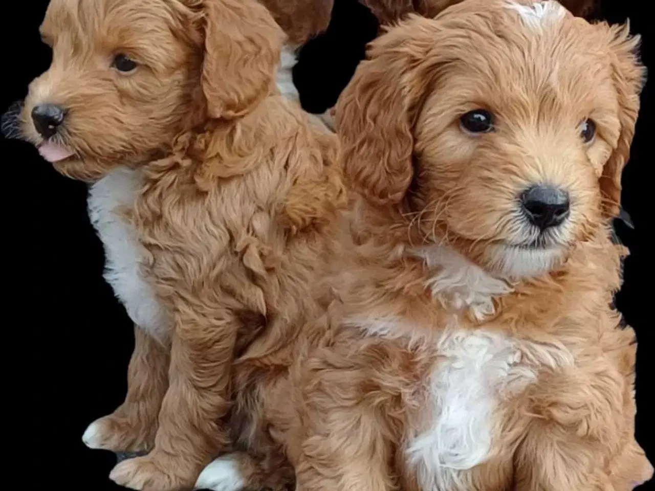 Billede 14 - Doodle hvalpe