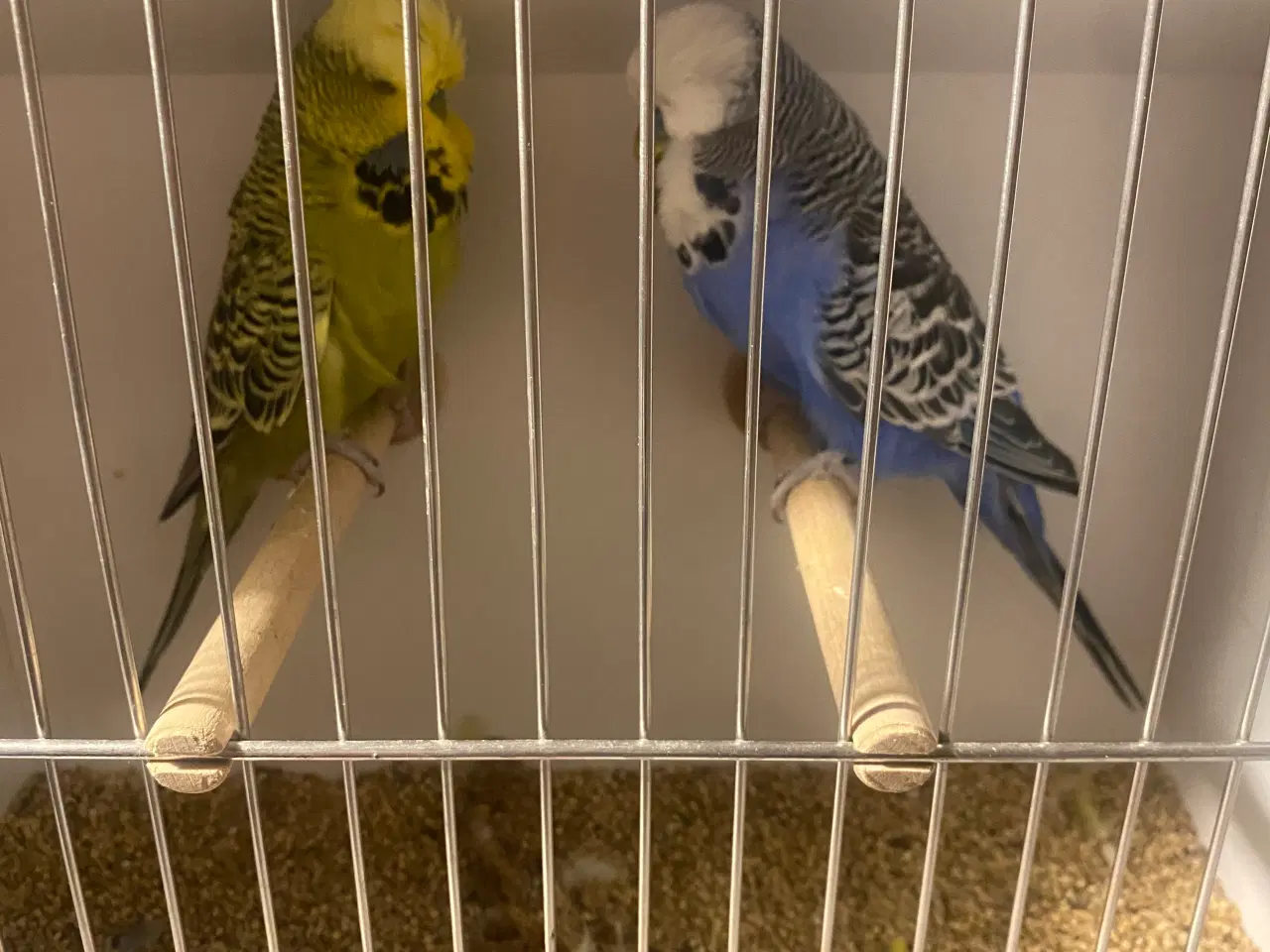 Billede 4 - Grågrøn engelsk undulat