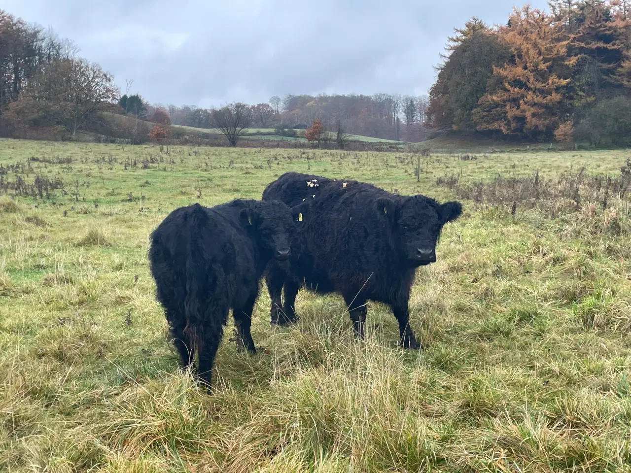 Billede 4 - 1 rigtig fingalloway tyre