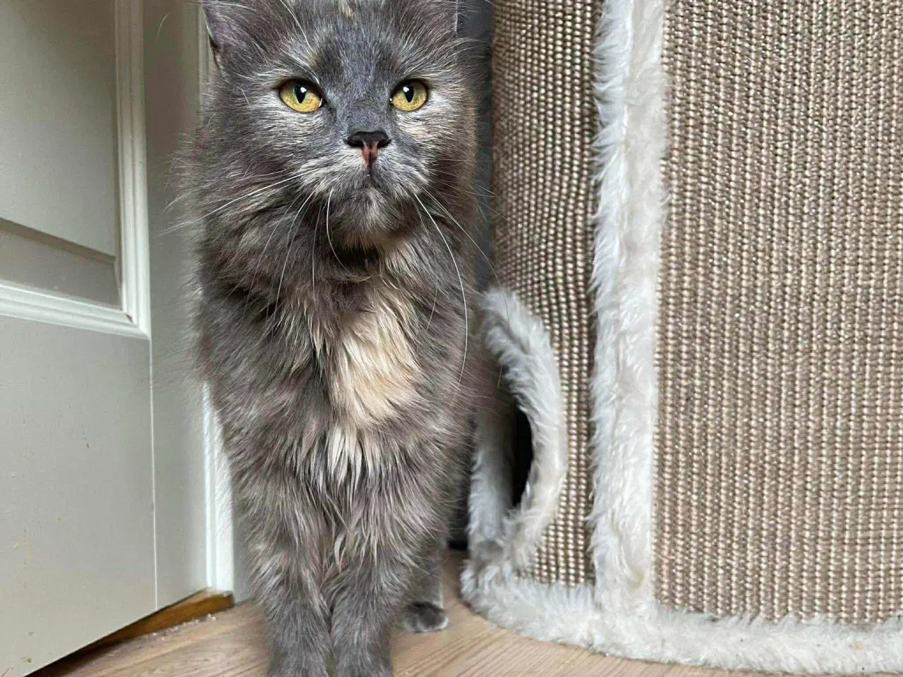 Billede 2 - Hunkat søger nyt hjem 