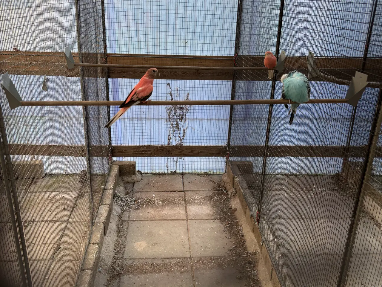 Billede 1 - Græsparakitter 