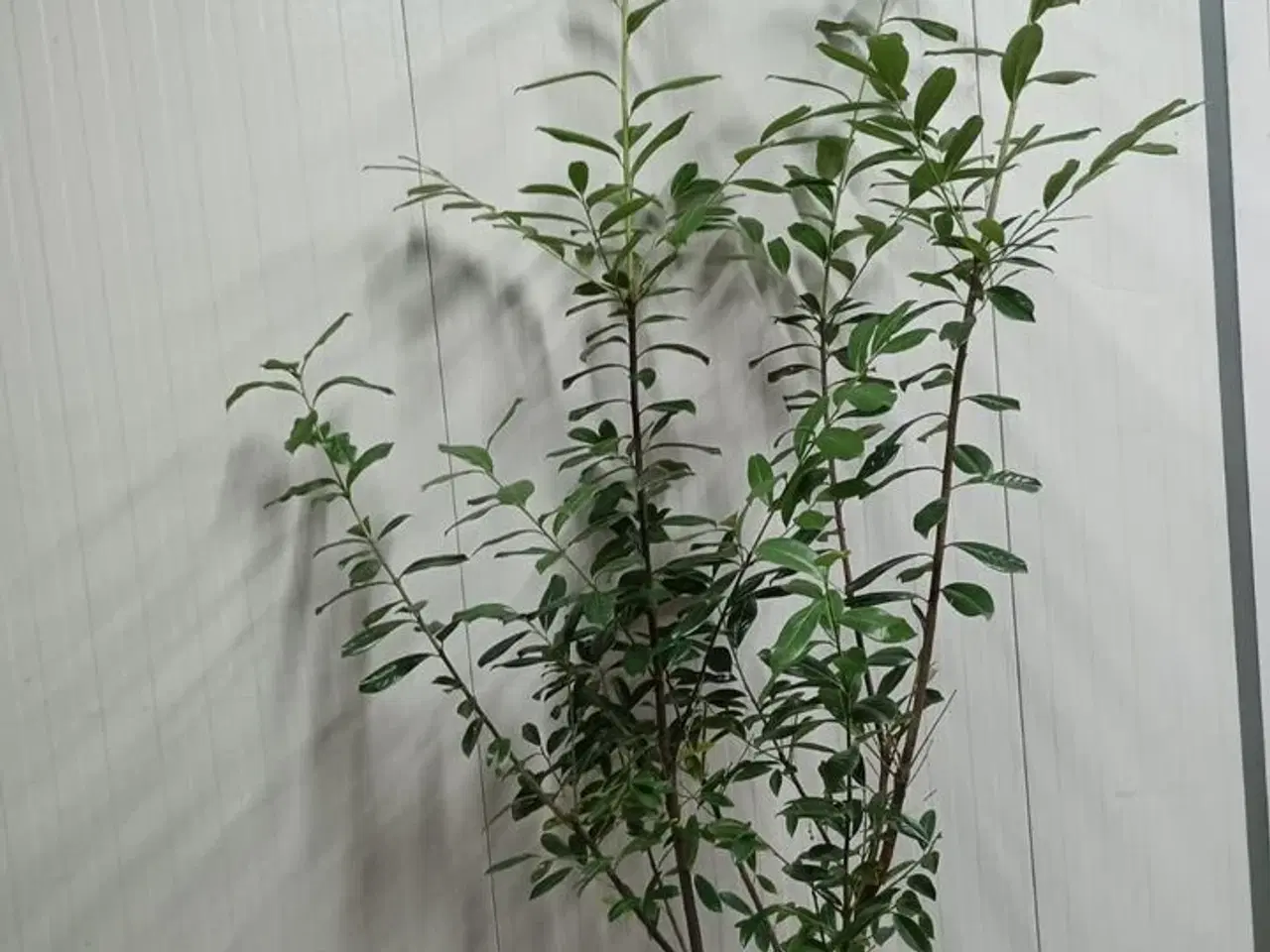 Billede 1 - 60 stk. Cherry laurel Prunus laurocerasus 'Novita' 175-200 cm.