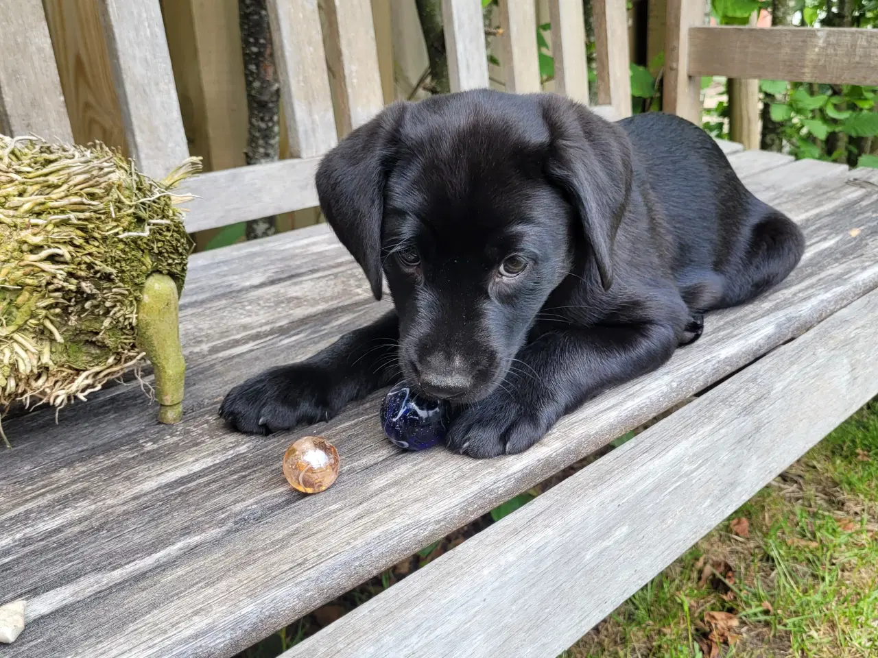 Billede 4 - Labrador formel 1 hunde hvalpe tæve 