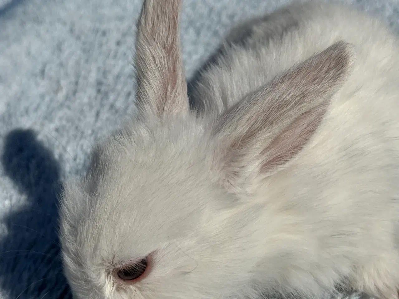 Billede 12 - Mini lop