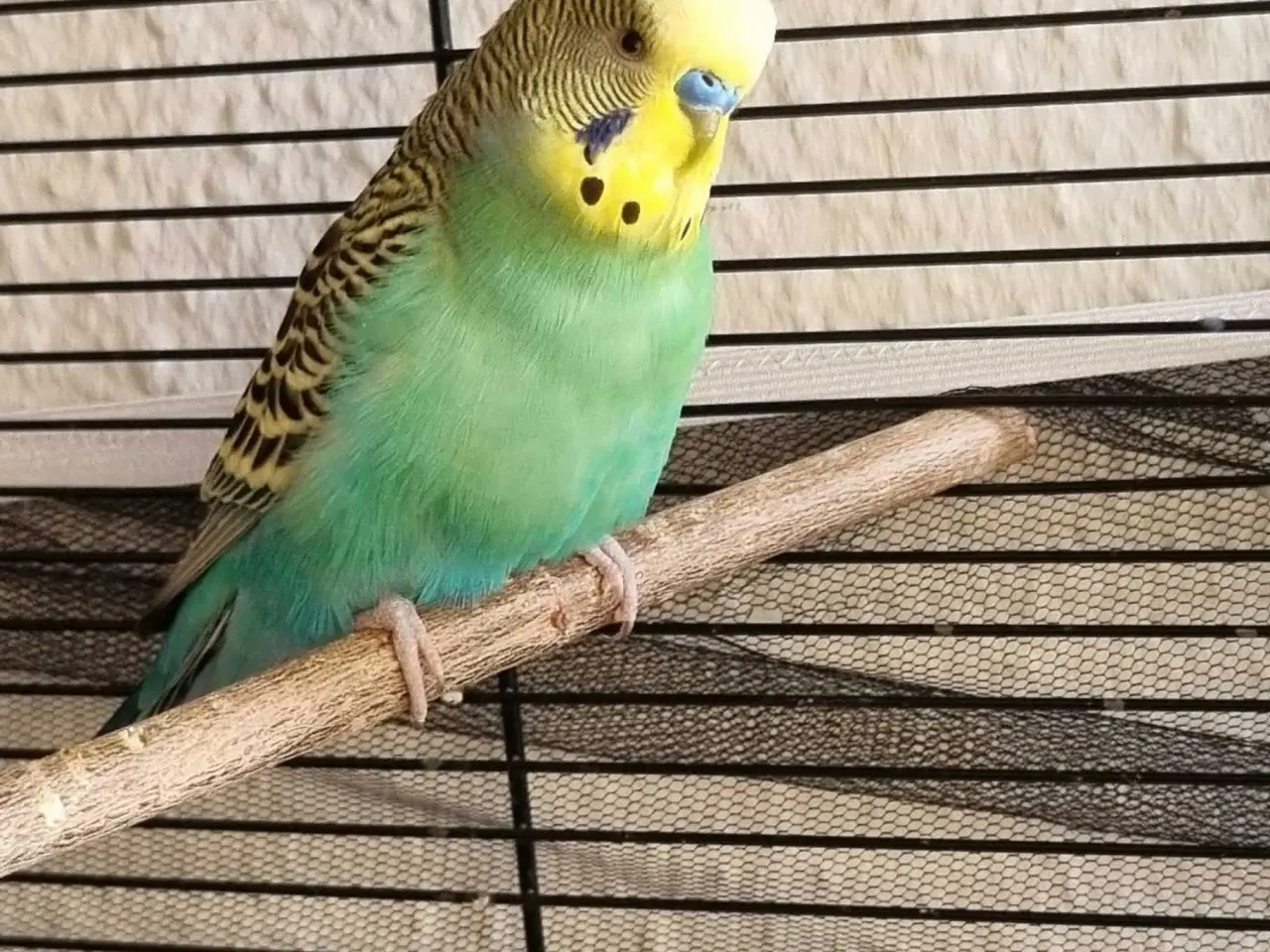 Billede 1 - 2 undulater