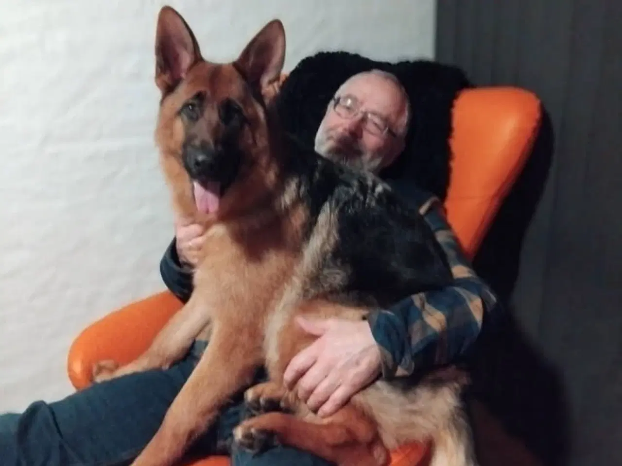 Billede 1 - Schæfertæve 10 mrd. gl.