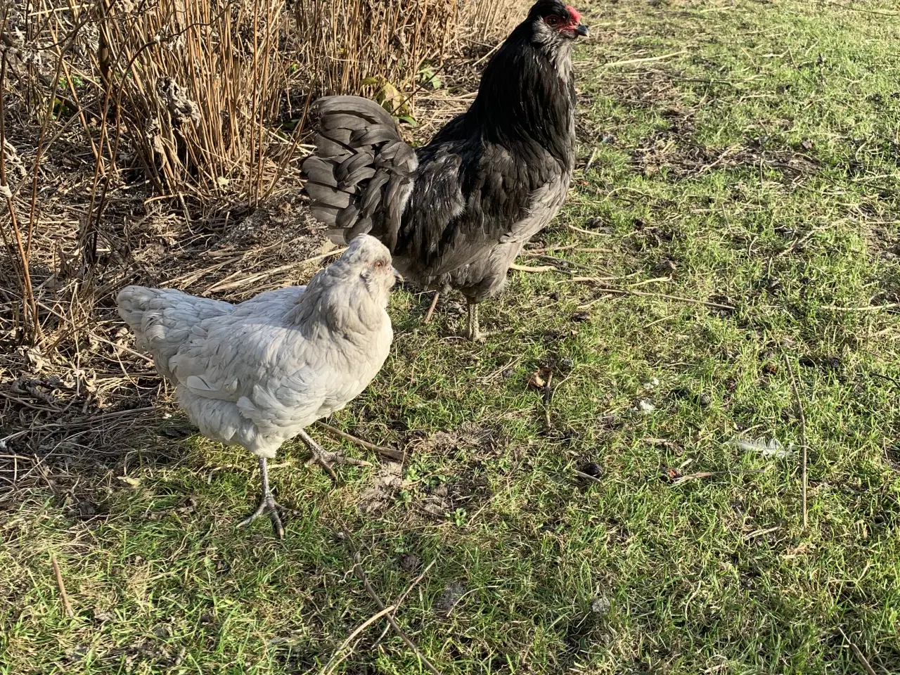 Billede 2 - Sort hane fra blåt eller grønt æg.