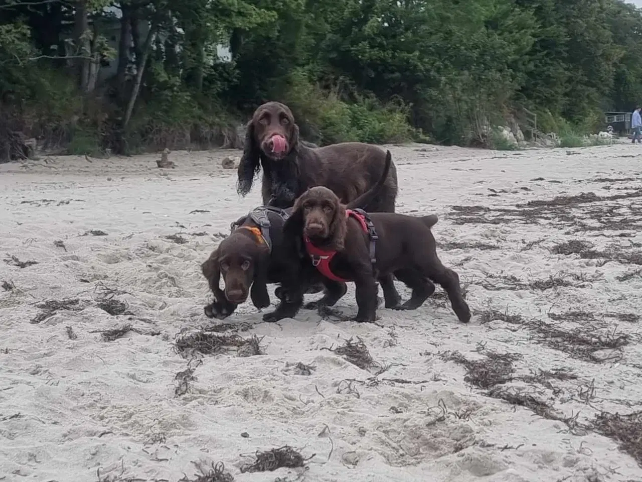 Billede 1 - Field Spaniel hvalpe