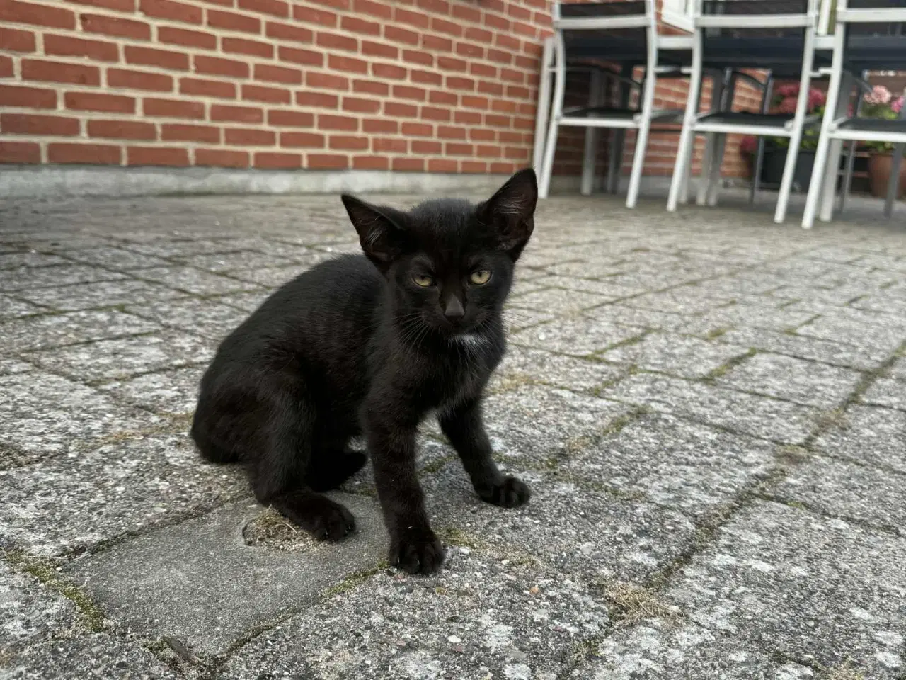 Billede 7 - Søde kattekillinger 