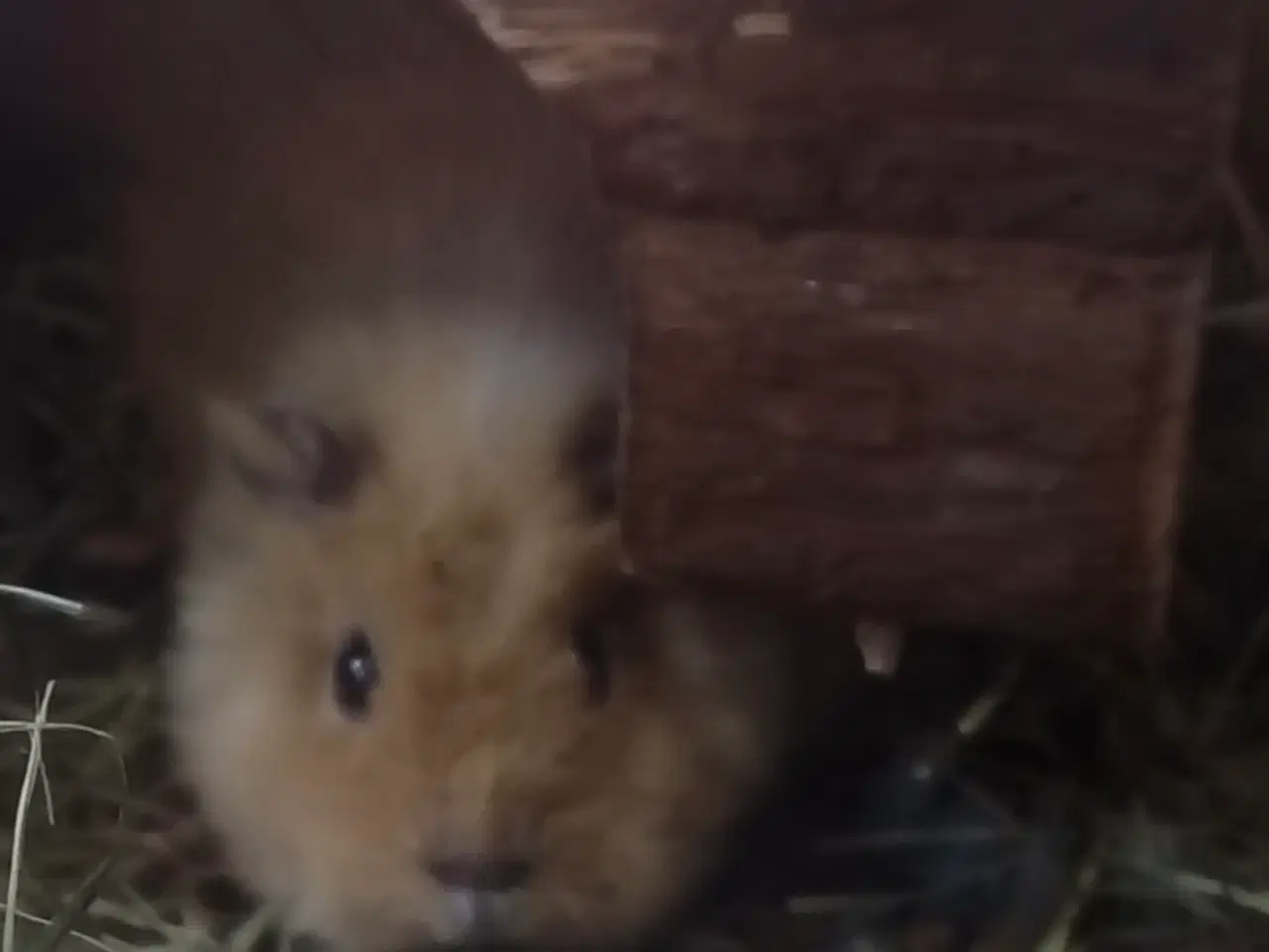 Billede 1 - SØGER SØGER Teddy marsvin unge " billedet"