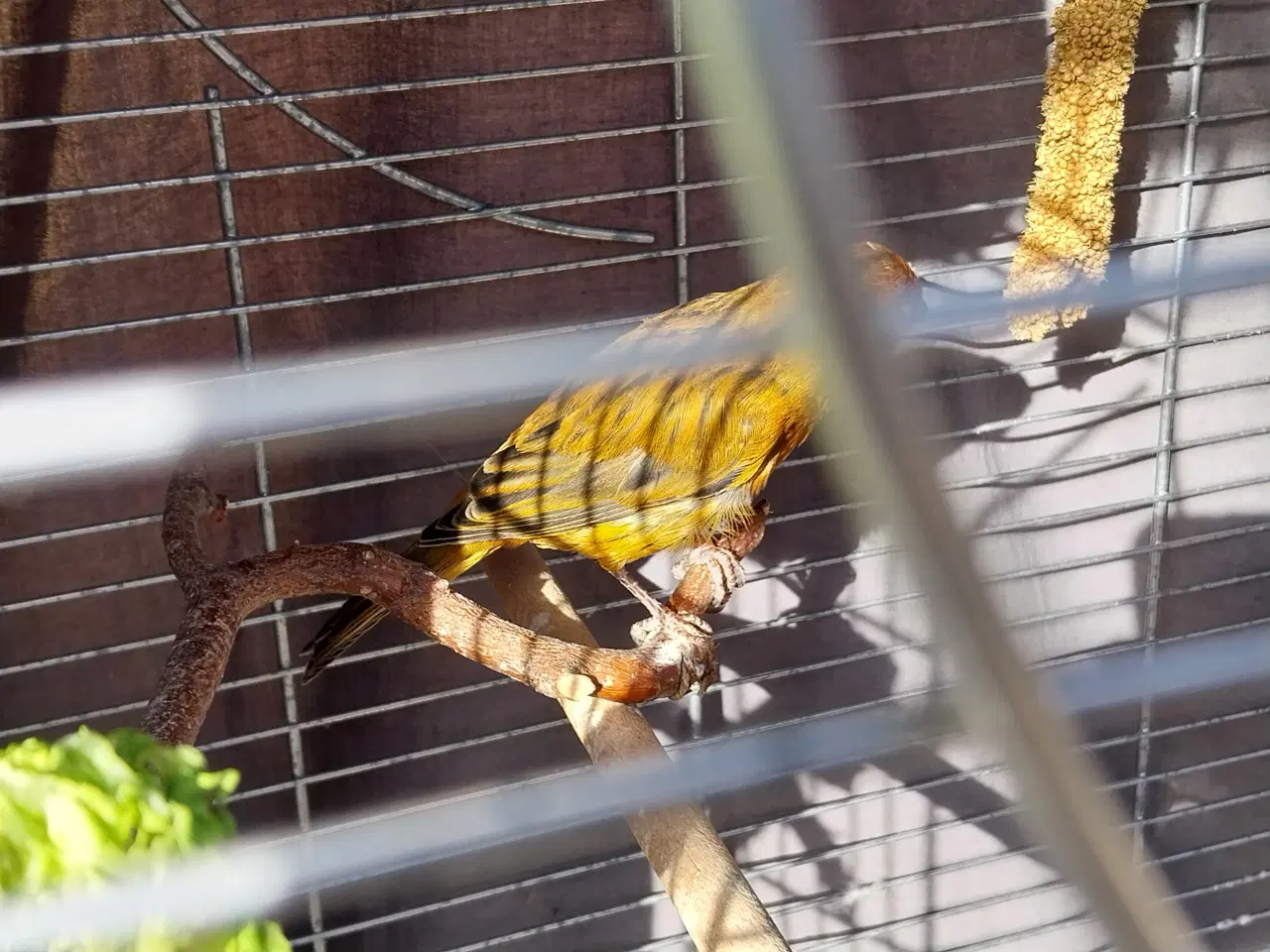 Billede 2 - fuglebur med tilbehør og 2 fugle