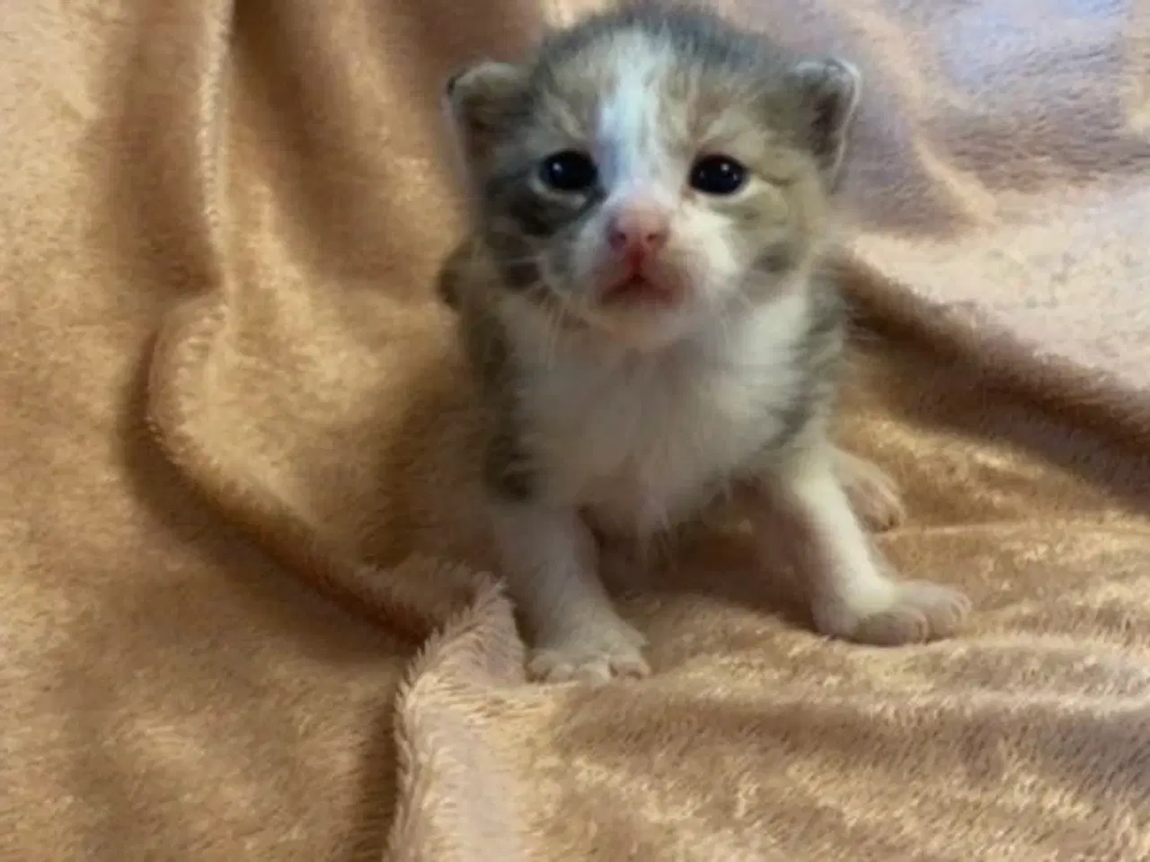 Billede 5 - 3 killinger