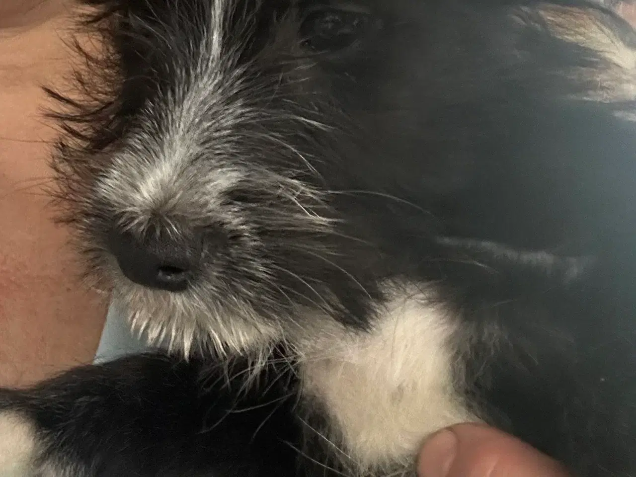 Billede 7 - Psykisk servicehund