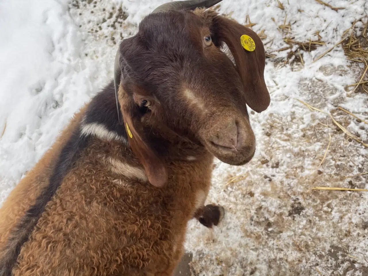 Billede 7 - Kærlig nyt hjem søges til to søde geder 🐐 🐐 