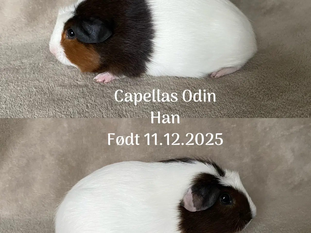 Billede 3 - Marsvineunger, 2 hanner