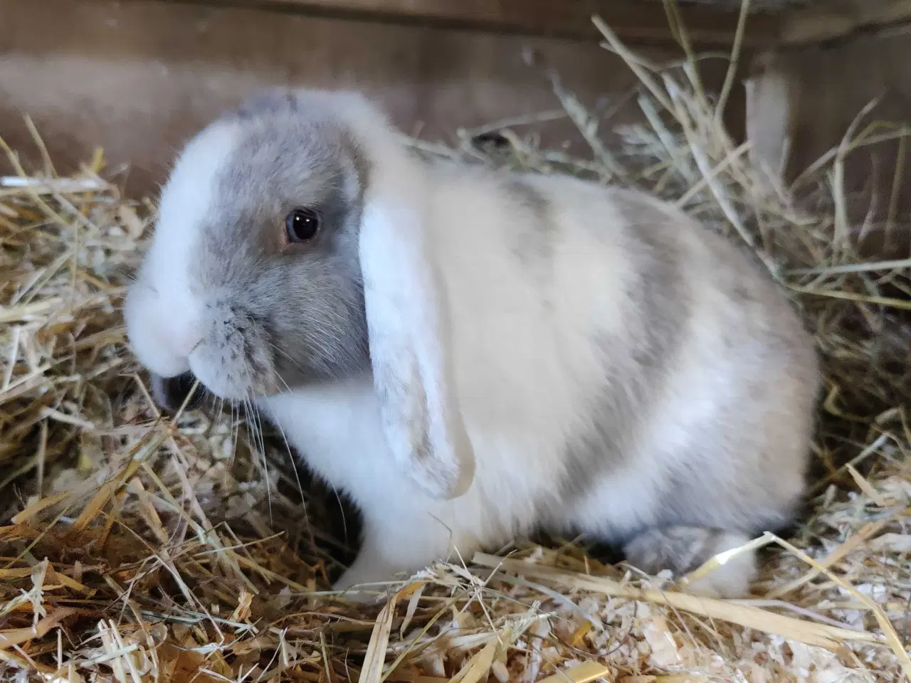 Billede 1 - Dværgvædder hunner