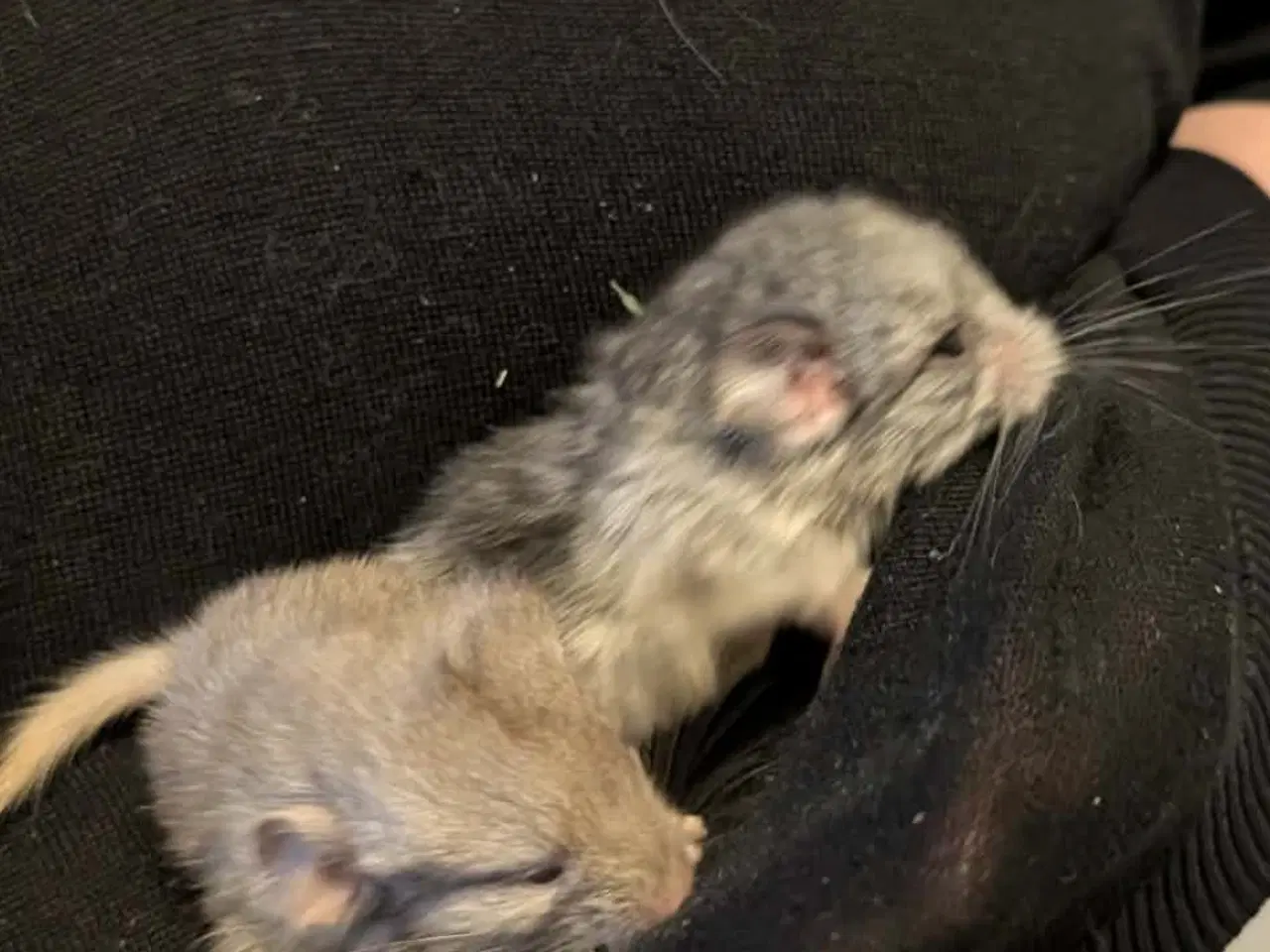 Billede 3 - Chinchilla mor og far med to unger 