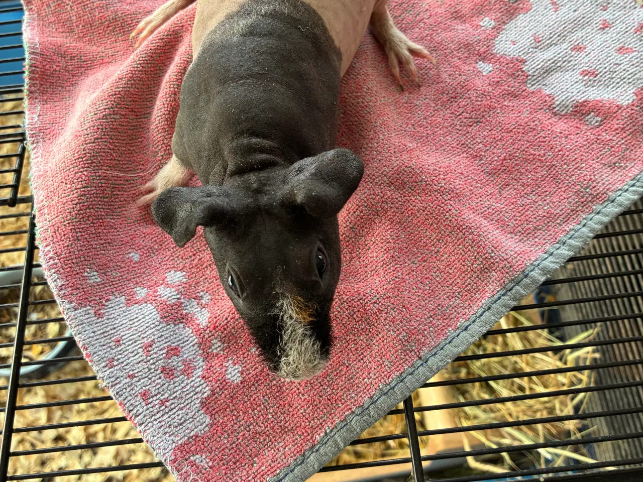 Billede 9 - Marsvin i forskellig aldre skinner er hunner