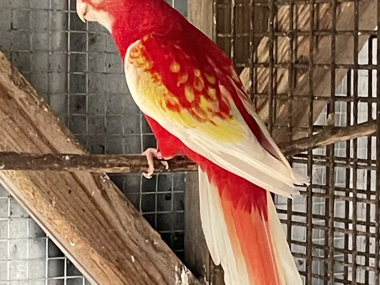 Billede 2 - Rubino Rosella