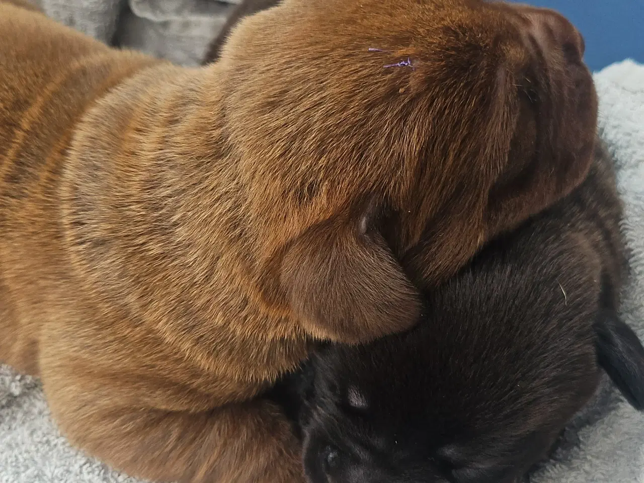 Billede 2 - Dogue de bordeaux blandings hvalpe