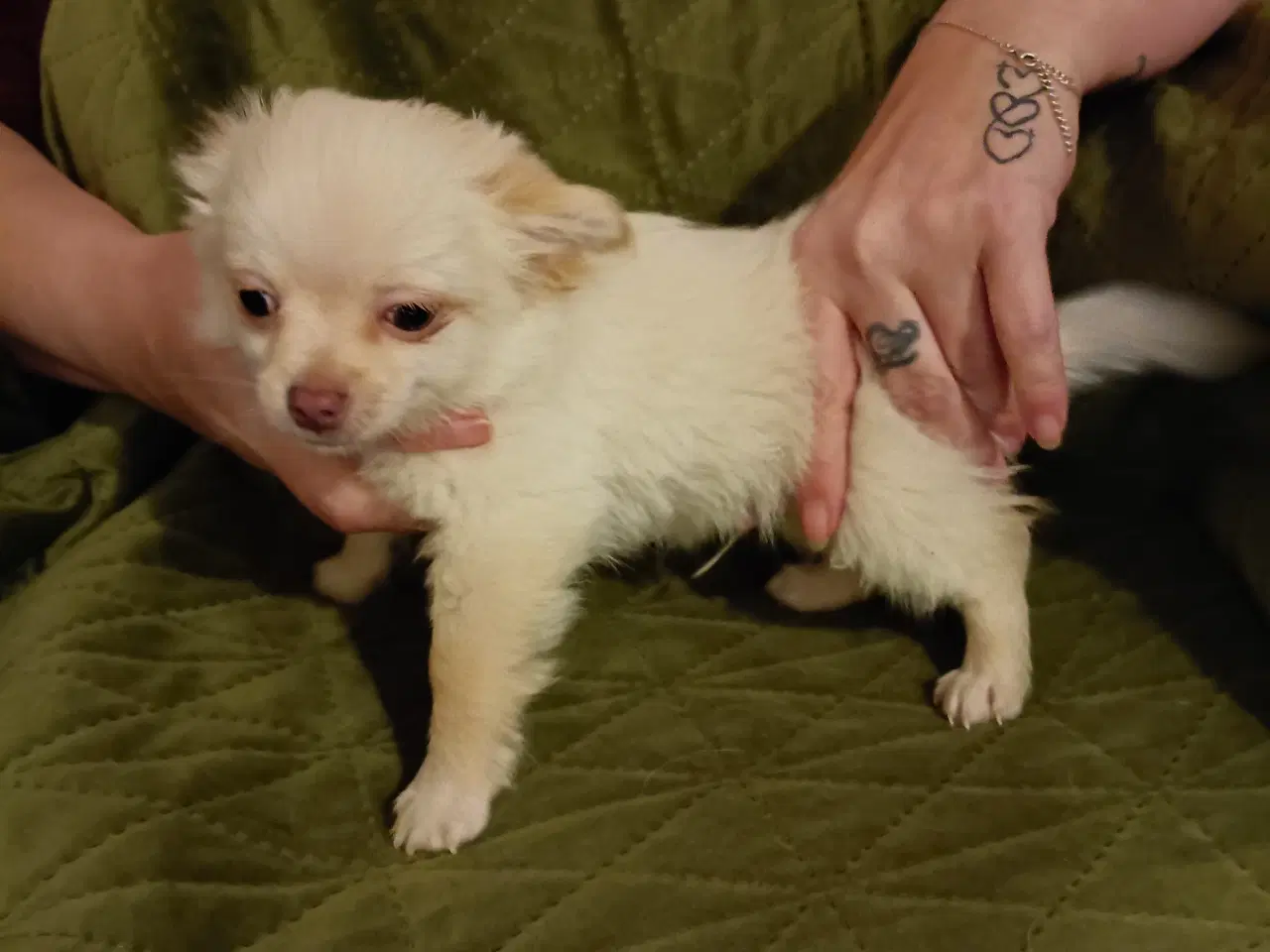 Billede 4 - 5 lækre små Chihuahua hvalpe!