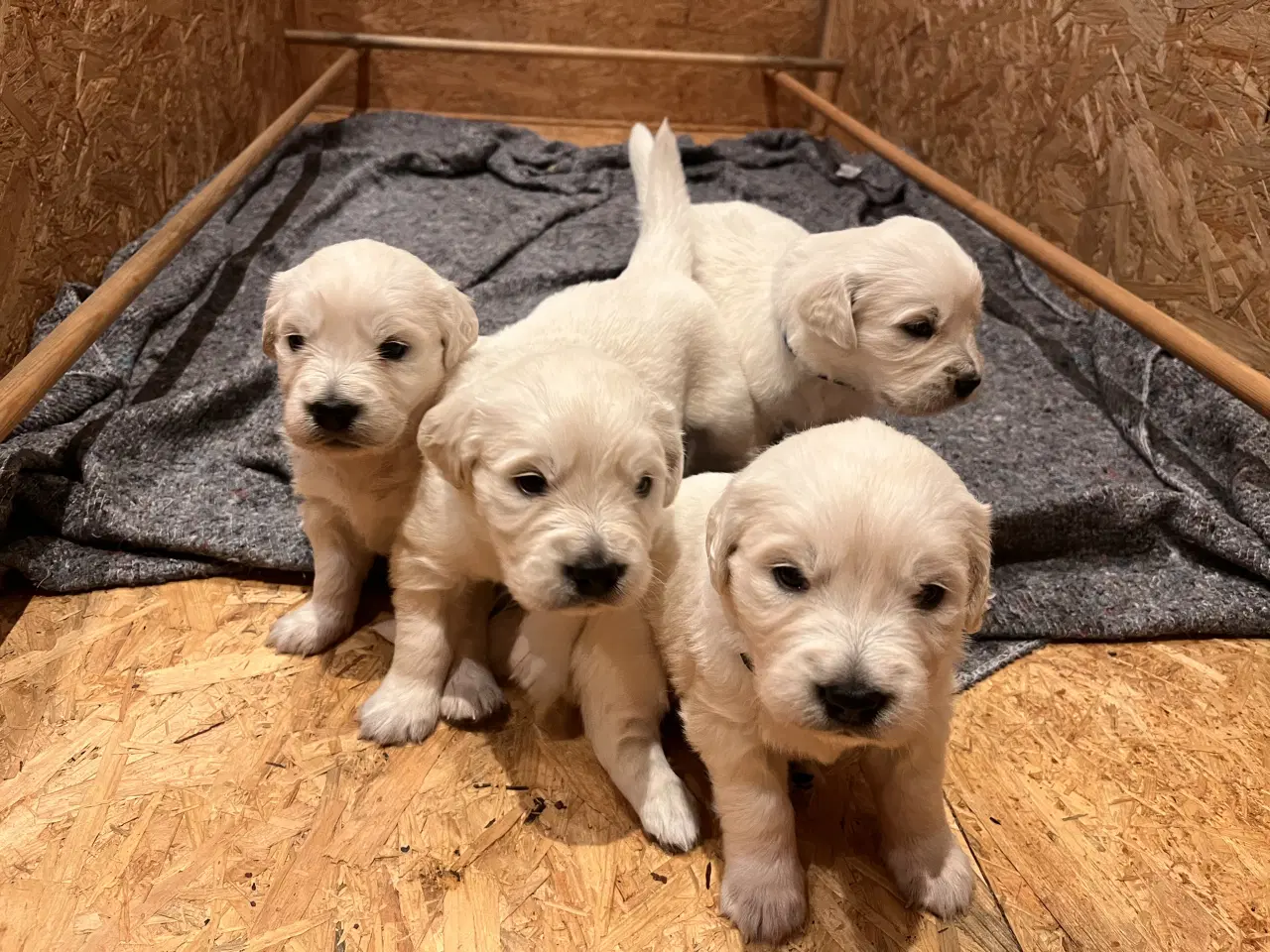 Billede 2 - Golden retriever hvalpe